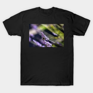 Bee on lavender T-Shirt